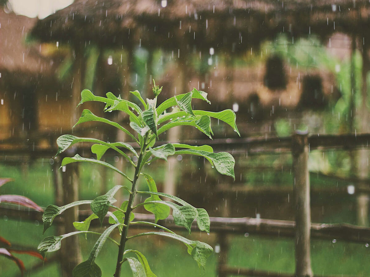 Zagospodarowanie wody deszczowej (Wypełnij formularz)